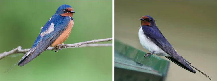 À gauche, une hirondelle rustique venue d'Orient, à droite une hirondelle rustique d'Europe de l'Ouest. Les deux longues plumes effilées qui prolongent la queue fourchue de l'hirondelle s'appellent des filets. La taille de ces filets, très importante pour le choix de partenaire sexuel, diffèrent entre sous-espèces.