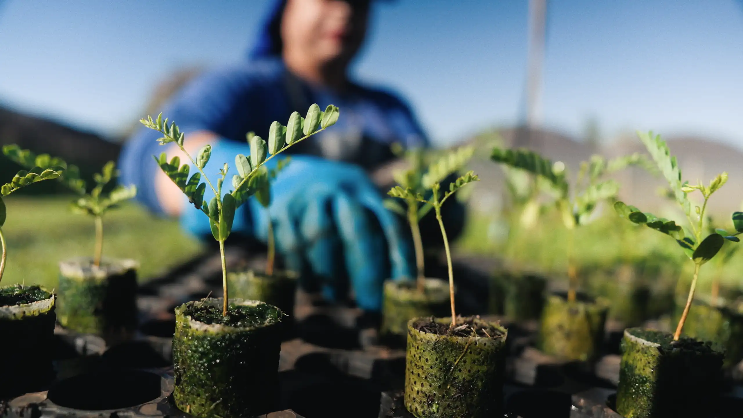 woman with blue gloves on hands, gardening small saplings
