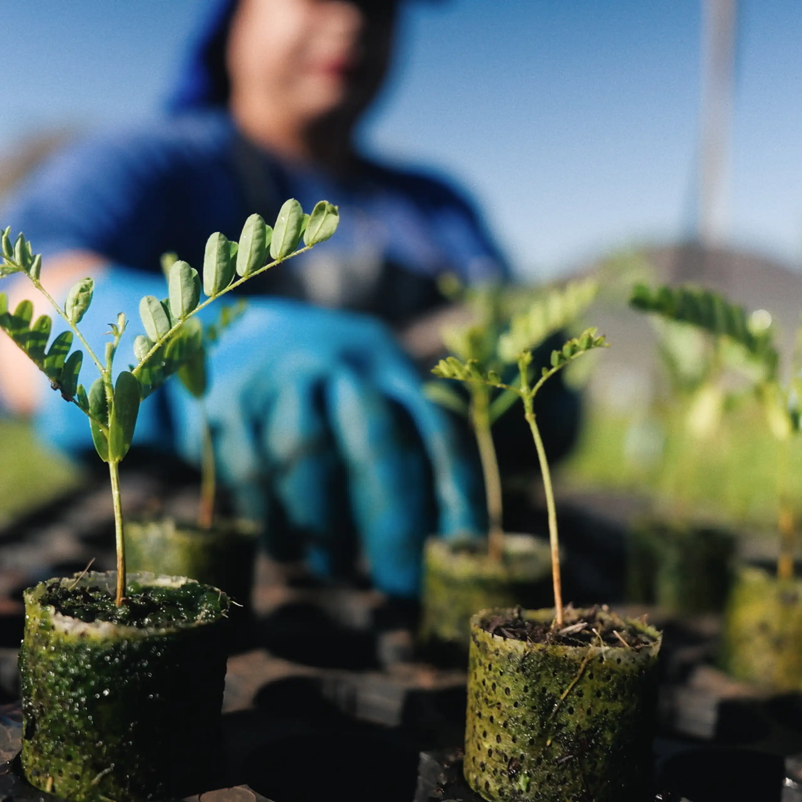 woman with blue gloves on hands, gardening small saplings