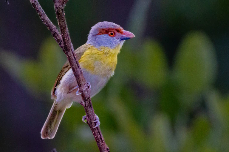 Foto mostra passarinho colorido pousado num galho de árvora