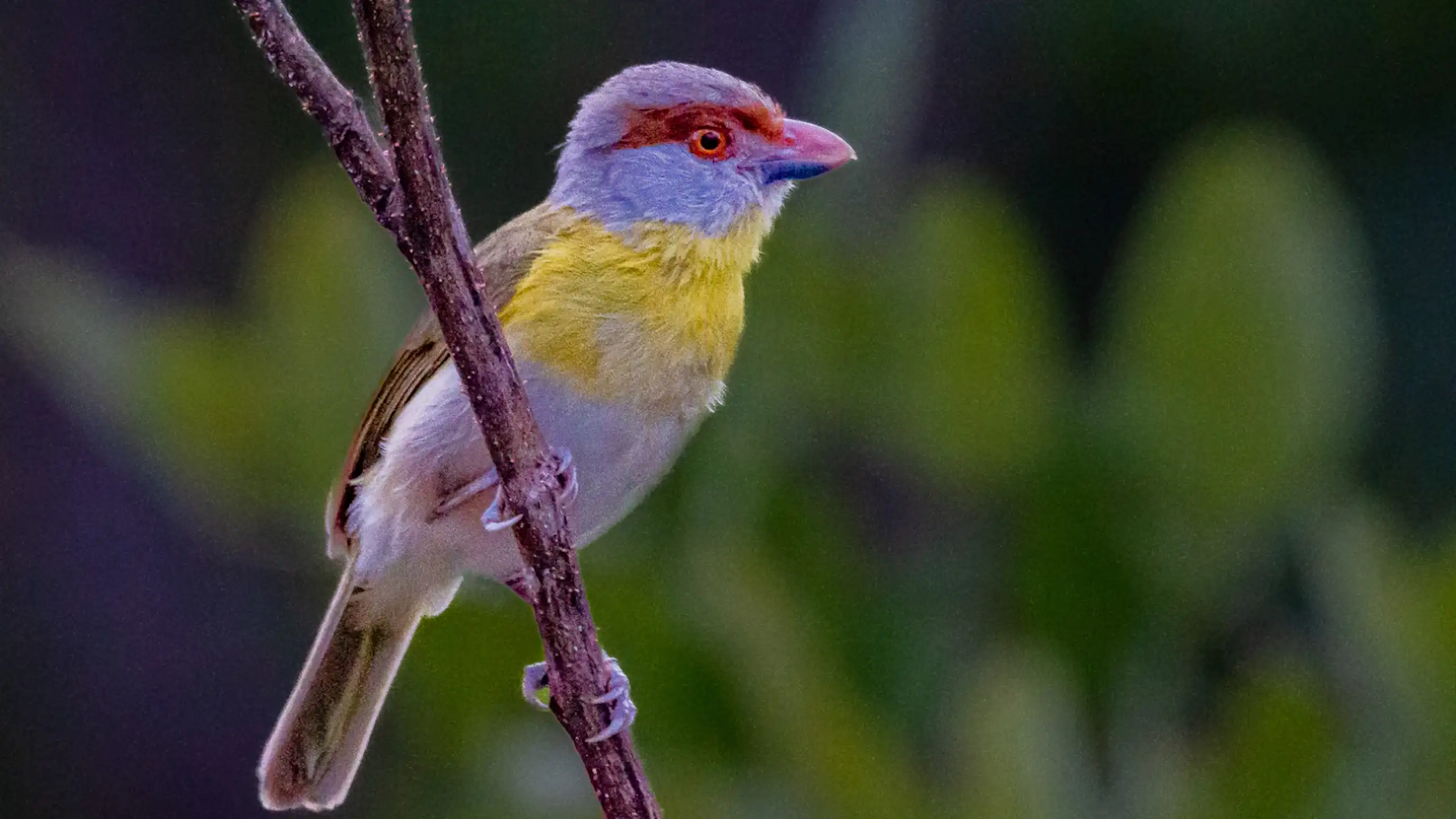 Foto mostra passarinho colorido pousado num galho de árvora