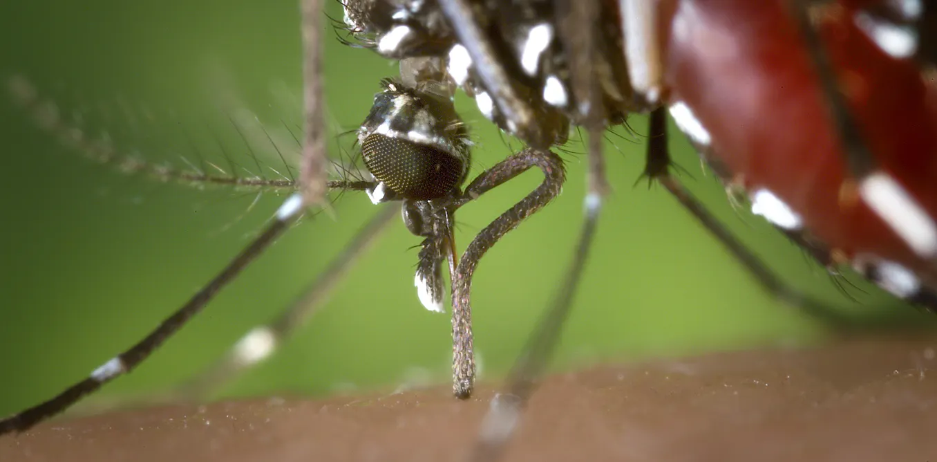 Photo: theconversation.com Tiger Mosquitoes and Dengue Risk Could Cover 96% of France by 2085