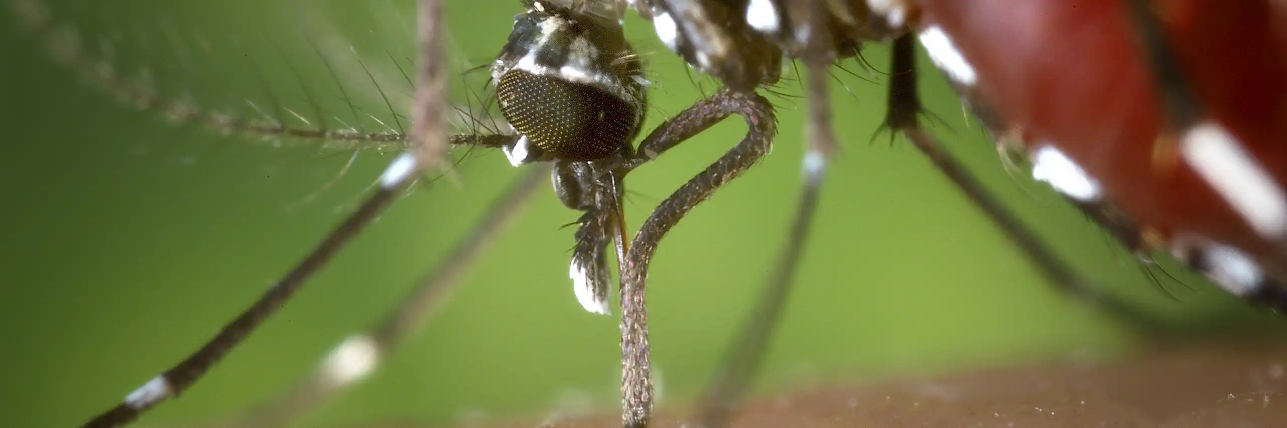 Une femelle _Aedes albopictus_ se nourrissant de sang humain.