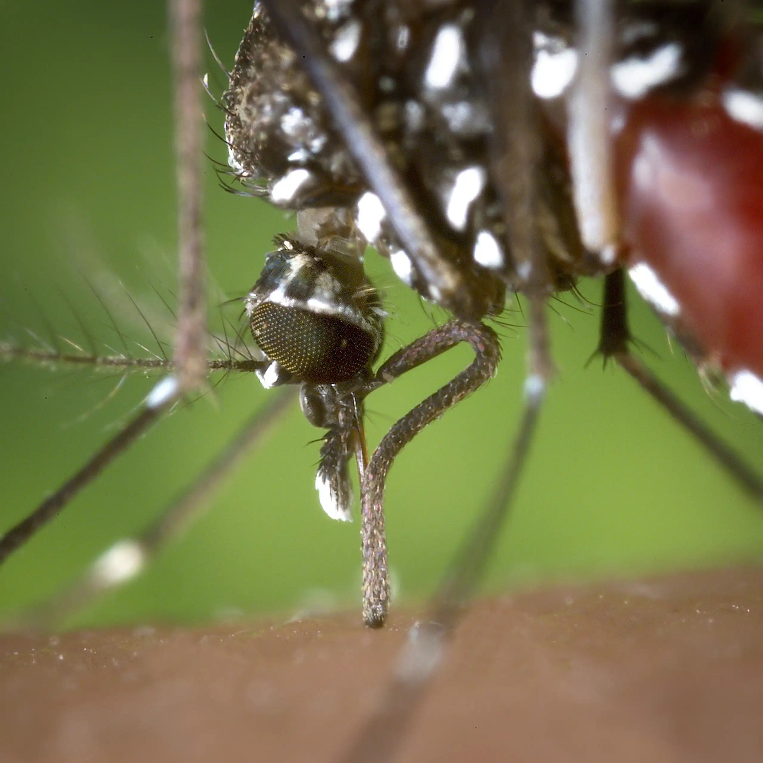 Une femelle _Aedes albopictus_ se nourrissant de sang humain.