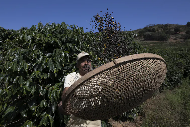 A man harvests coffee.