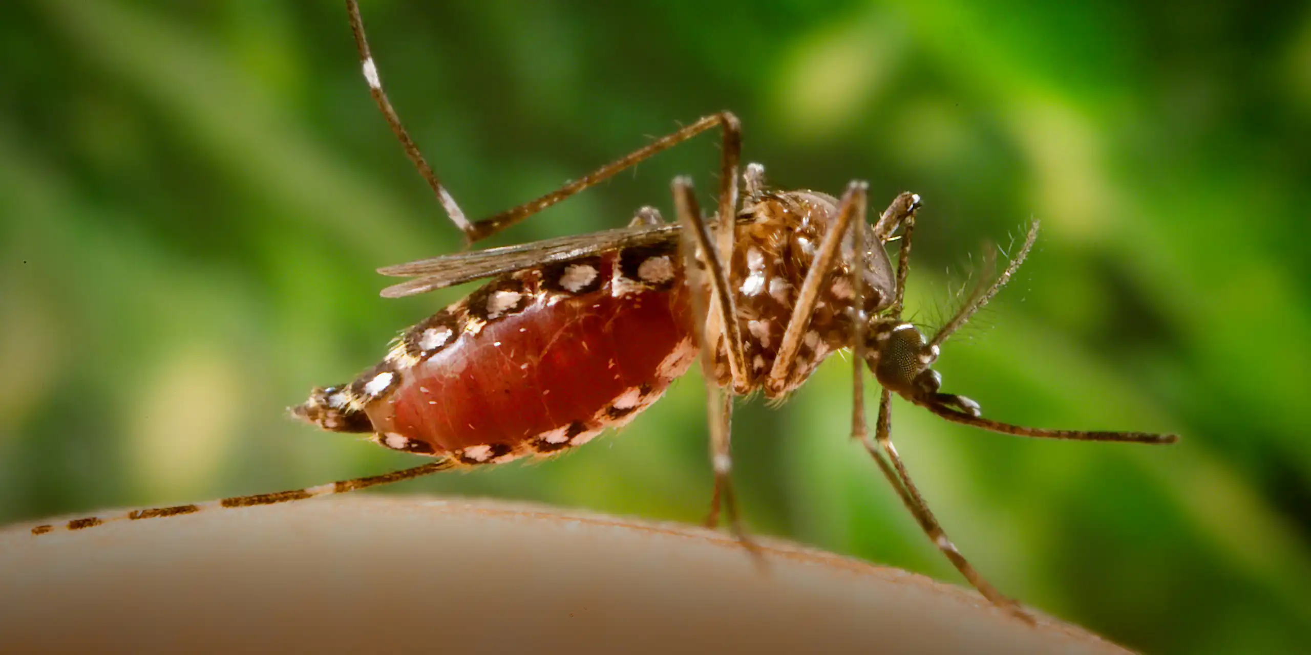 Mosquito Aedes aegypti picando uma pessoa