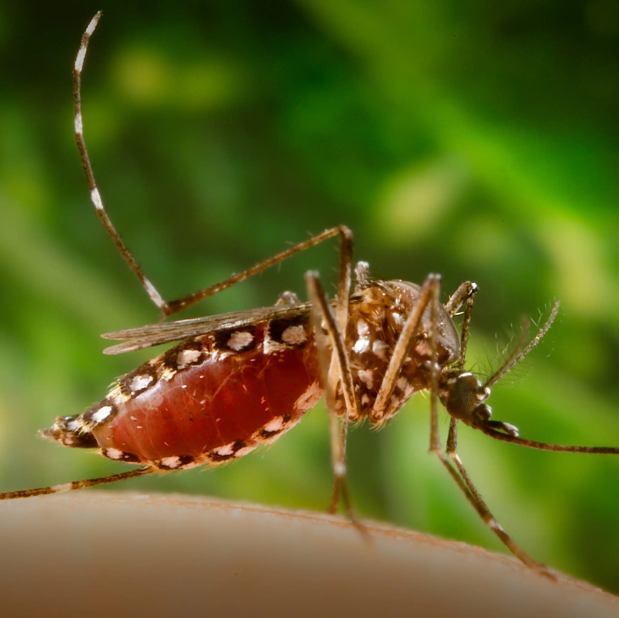 Mosquito Aedes aegypti picando uma pessoa