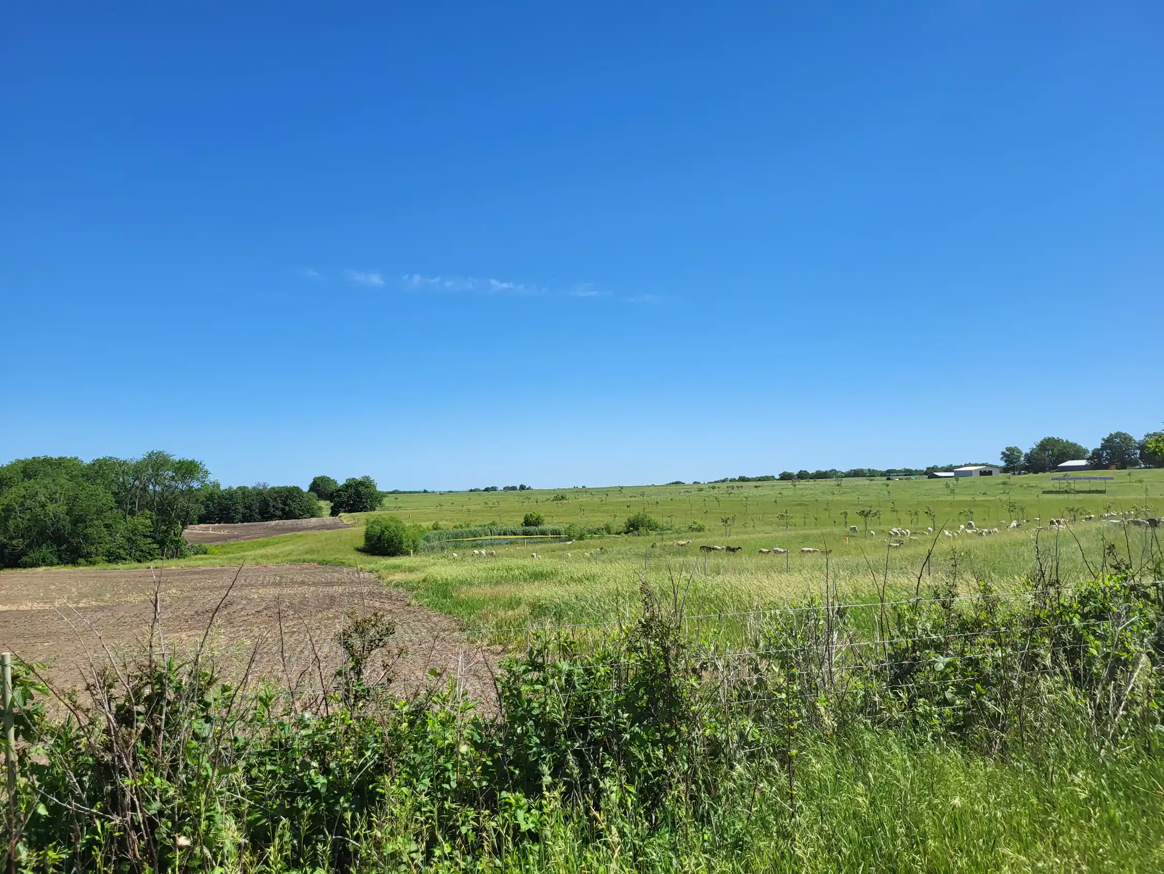 A conventional field with a tilled field lies empty, next to a green pasture with small, white animals grazing on it.