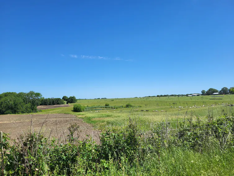 A conventional field with a tilled field lies empty, next to a green pasture with small, white animals grazing on it.