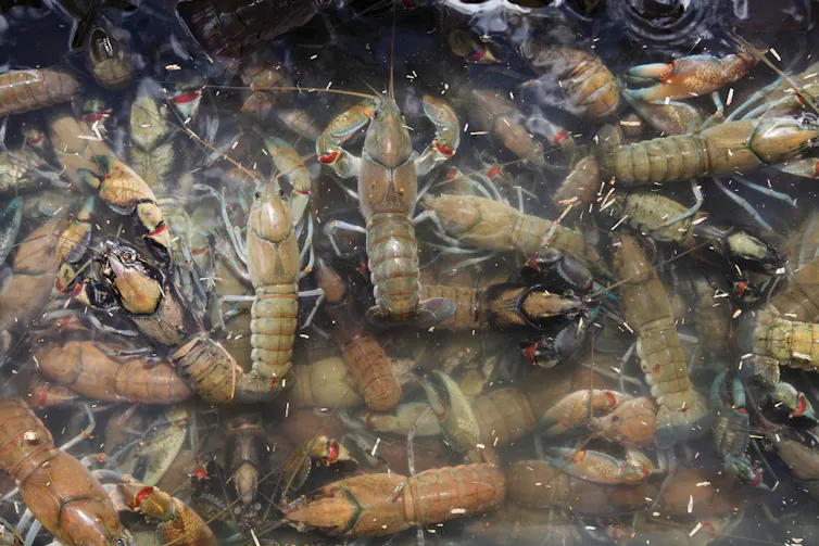 group of common yabbies in water.