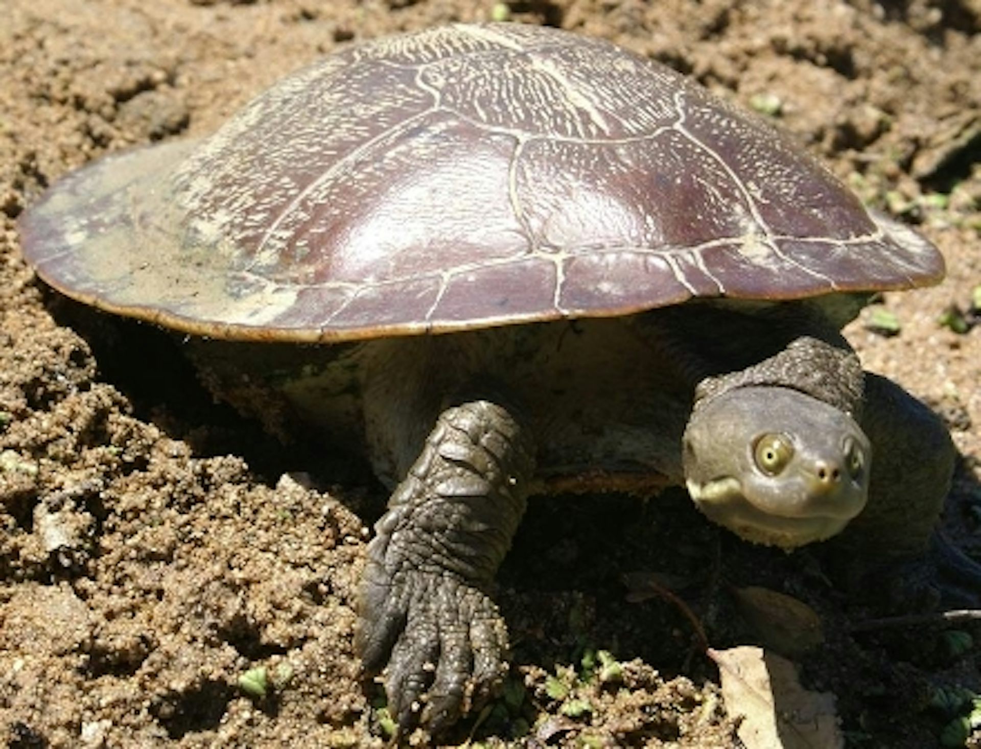 A large turtle walks on a stretch of rocky land.