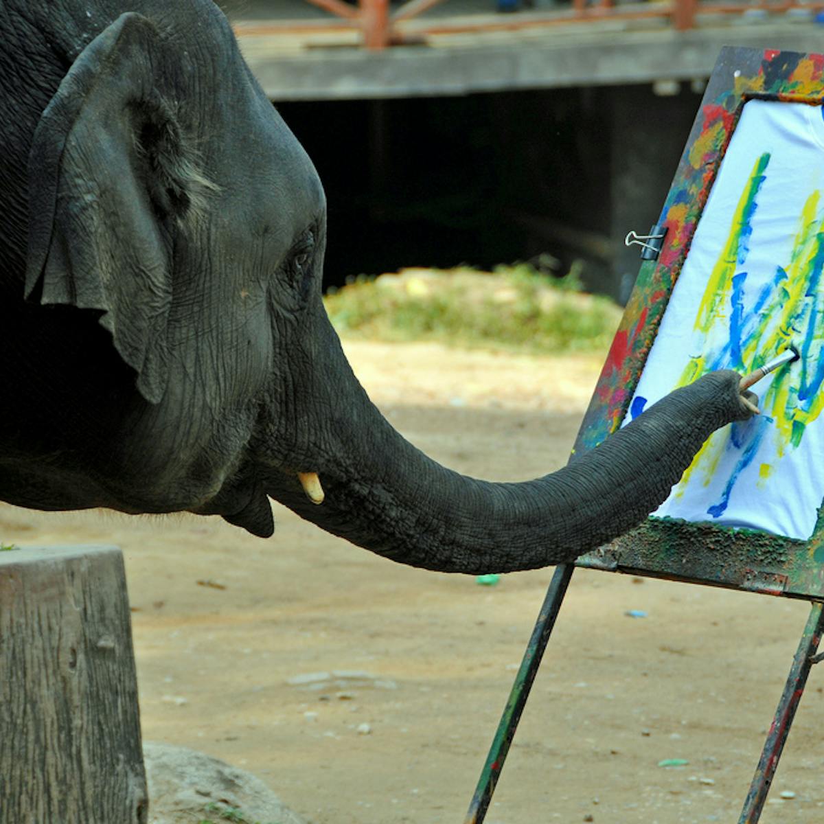 Can animals ever be artists?