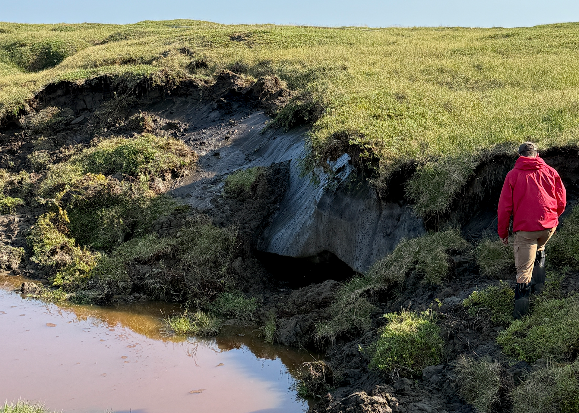 A person walks near a low bluff where a large wedge of ice is visible under the edge of the grass. The ice is melting in the water from below.