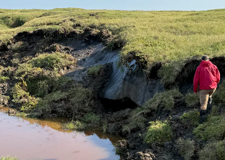 A person walks near a low bluff where a large wedge of ice is visible under the edge of the grass. The ice is melting in the water from below.