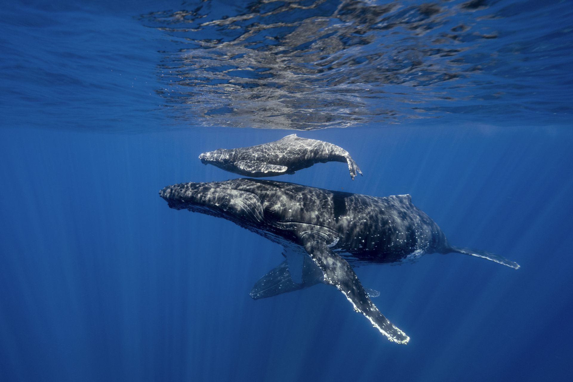 Uma baleia-jubarte mãe e seu filhote nadando no oceano.