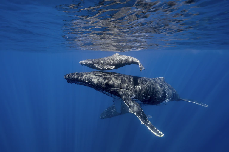 Uma baleia-jubarte mãe e seu filhote nadando no oceano.