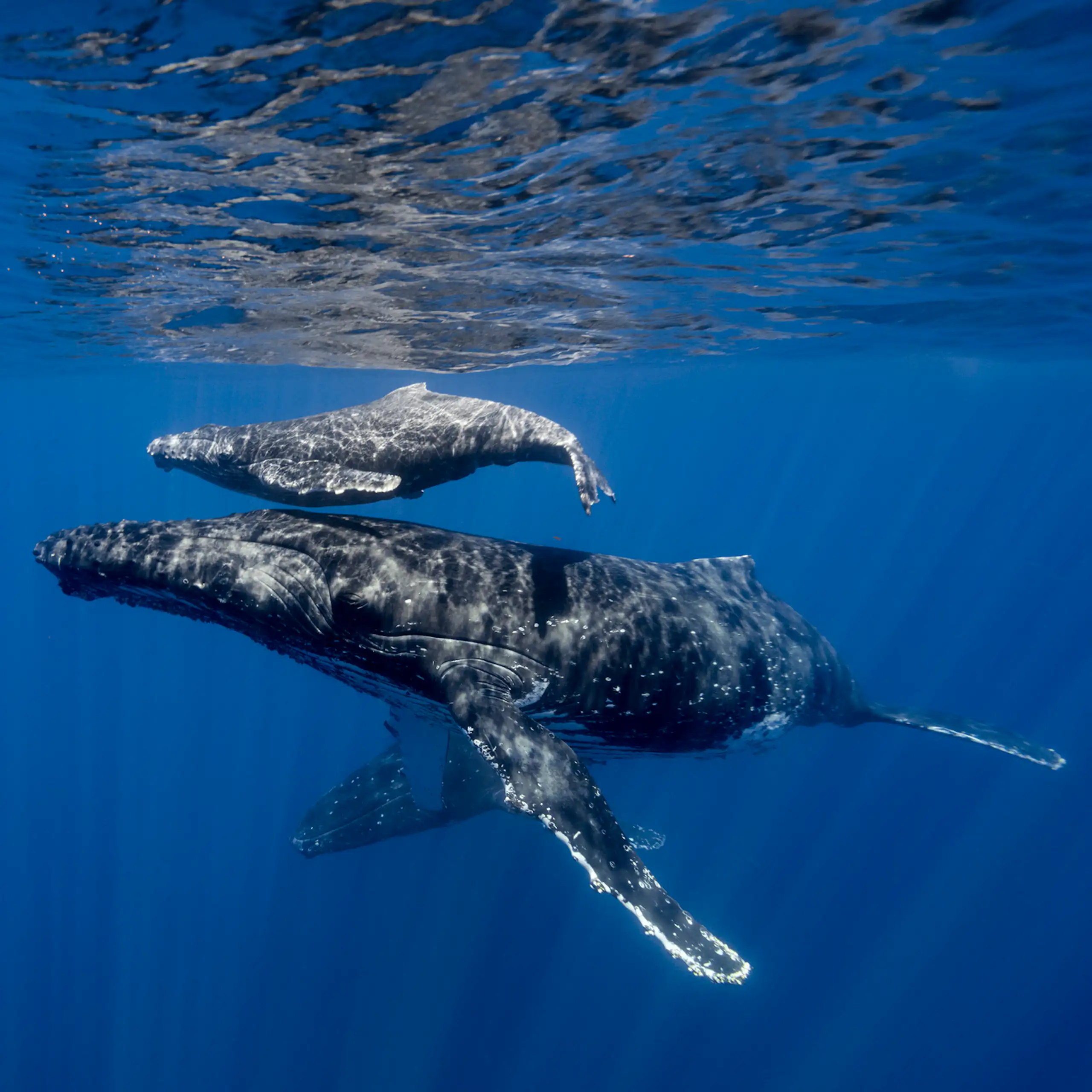 Uma baleia-jubarte mãe e seu filhote nadando no oceano.