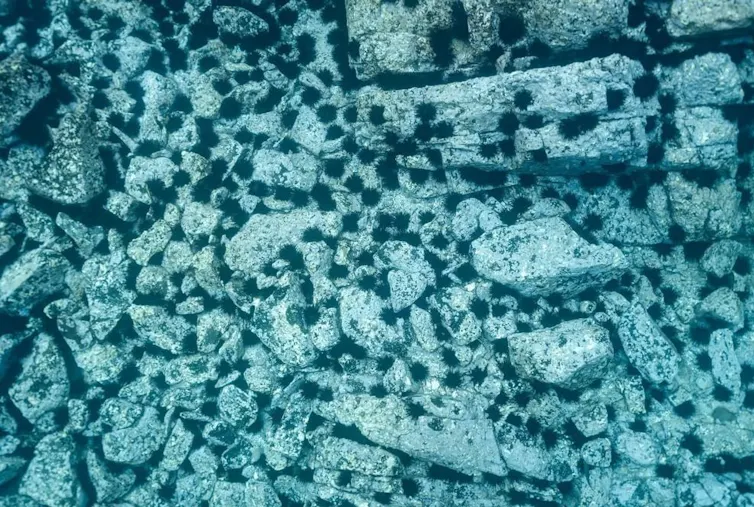 large number of sea urchins on bare rock underwater.