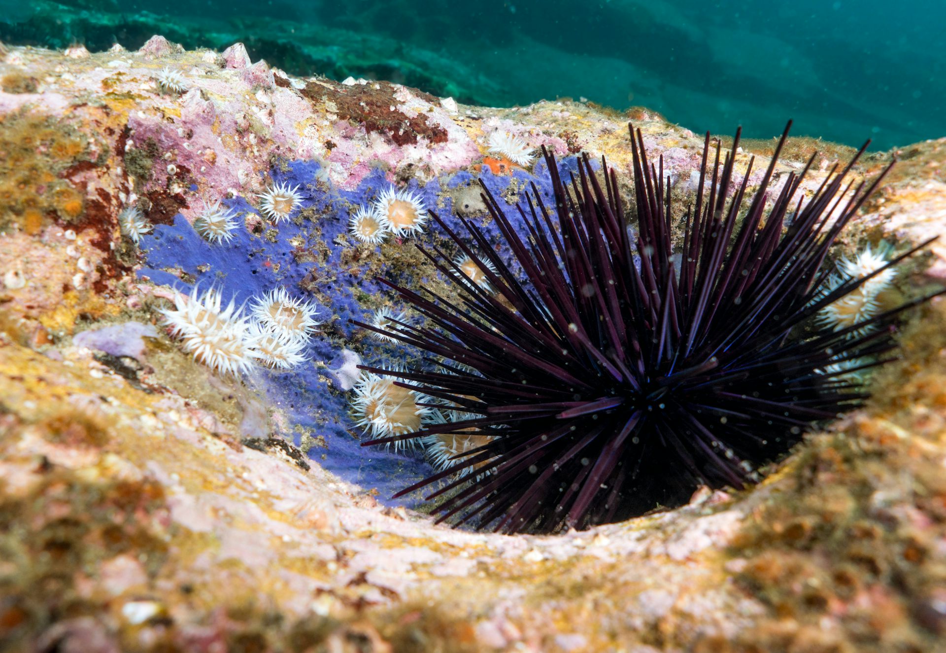Why the story of urchin barrens and kelp forests is more complex than we thought