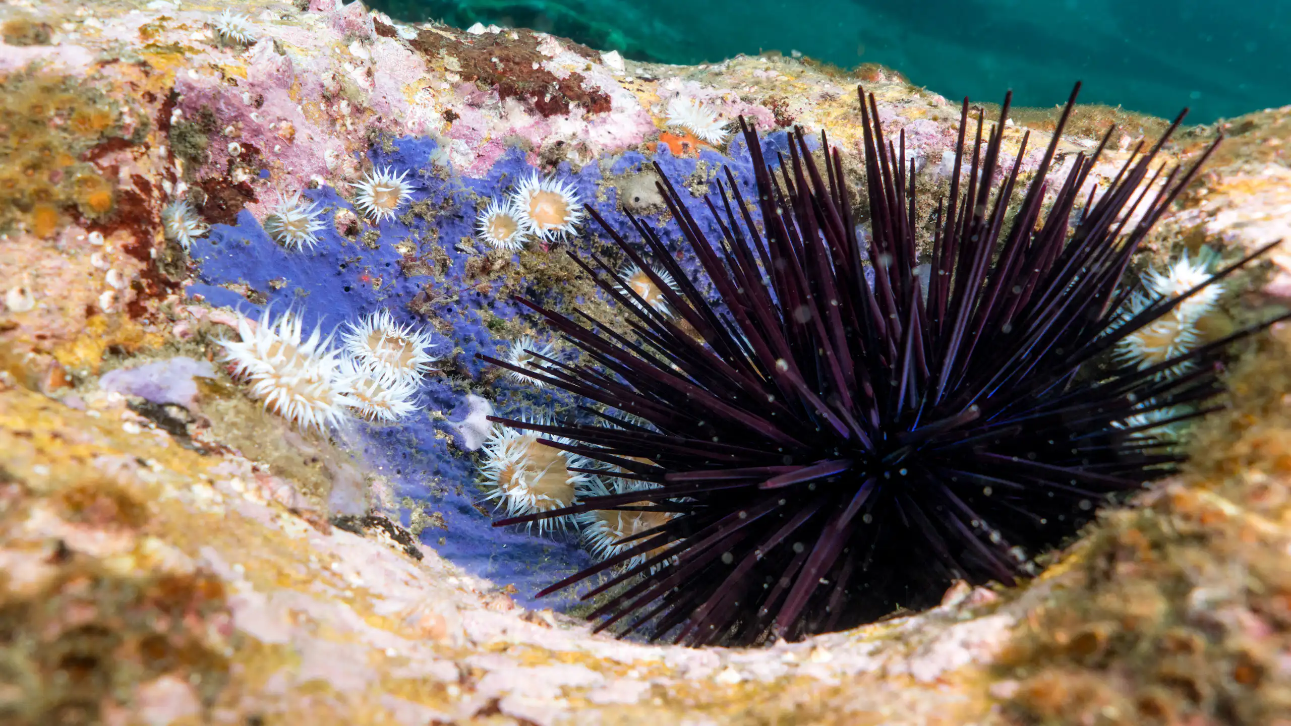sea urchin on bare rock with sea anemones around it.