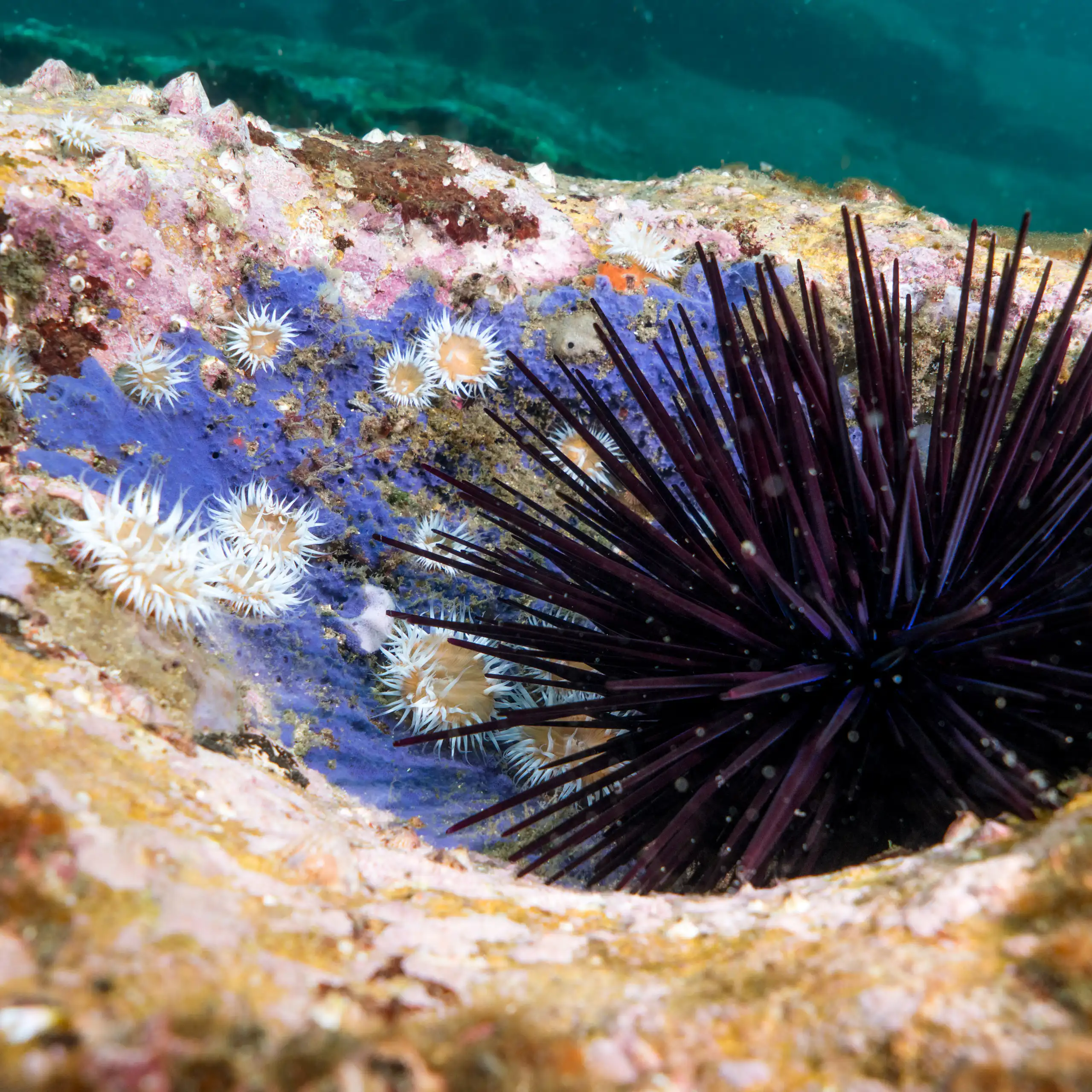 sea urchin on bare rock with sea anemones around it.