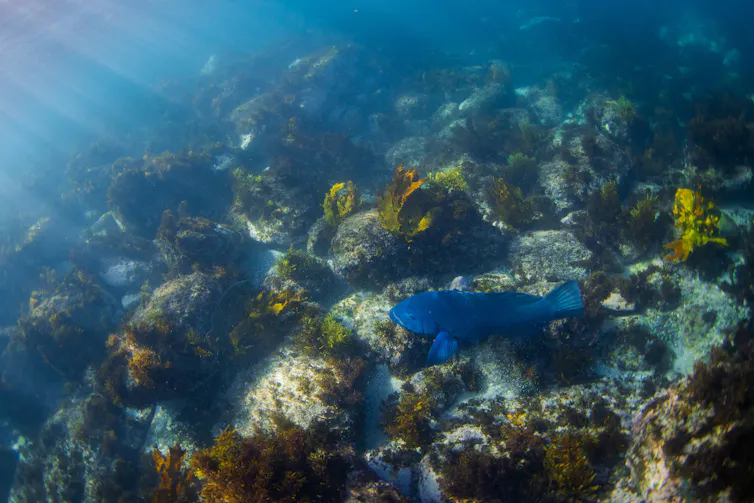 a large blue fish swimming amid kelp, seen from above.