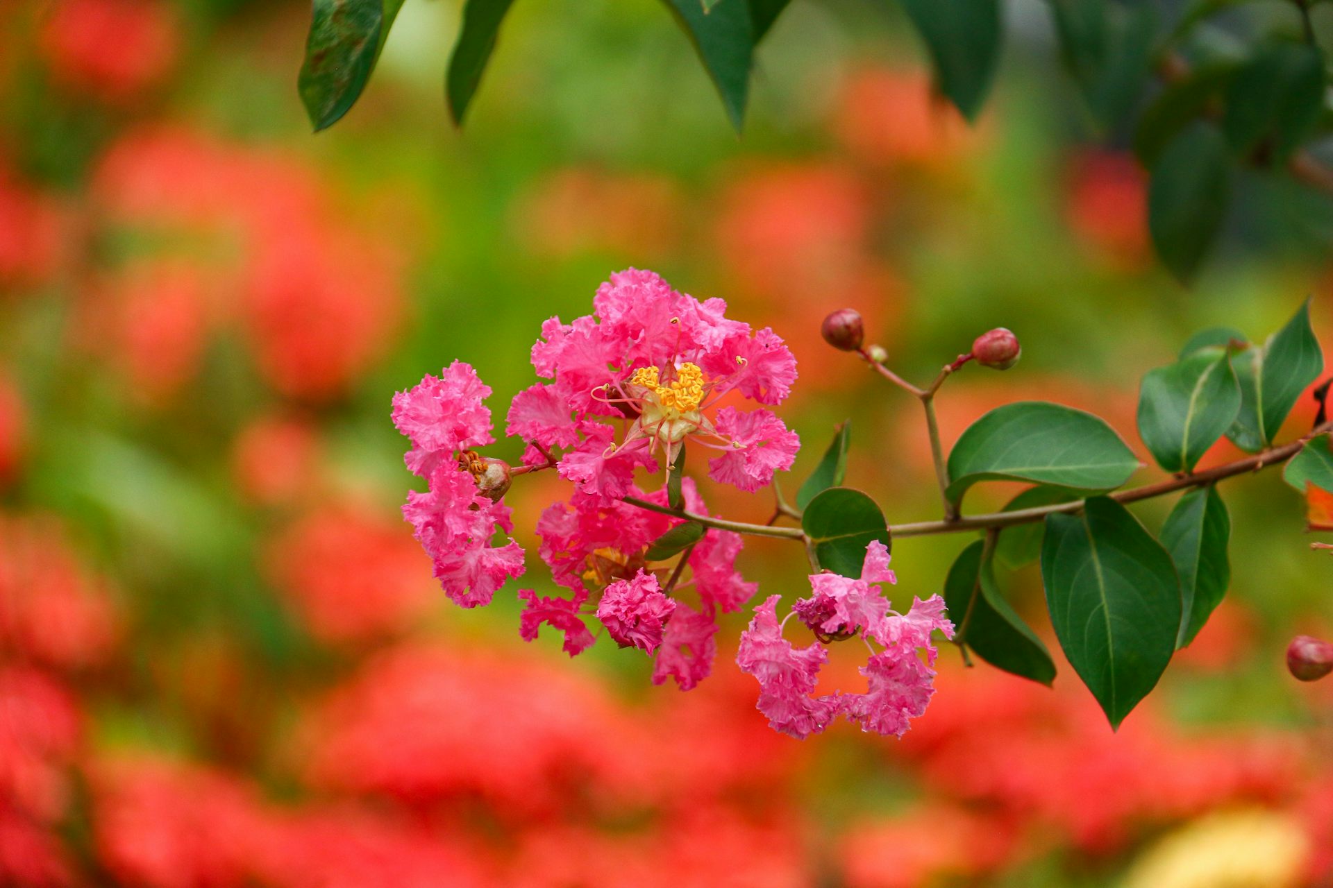 A botanist weighs in on our love-hate relationship with crepe myrtles