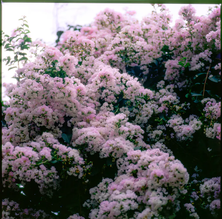 Lush pink crepe myrtle flowers in full bloom during summer, creating a vibrant garden scene.