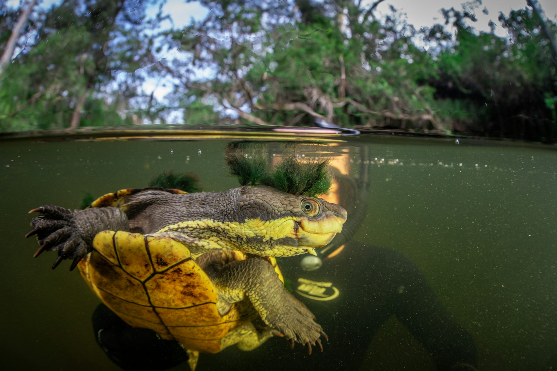 Two native turtles are vying to survive in a coastal Australian river. One doesn’t belong there