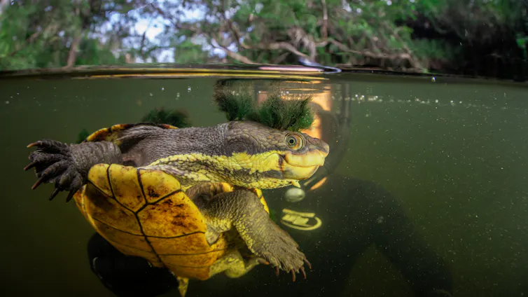 A researcher in diving gear holds a captured Manning River Helmeted turtle, recognisable by its bright yellow colouring.