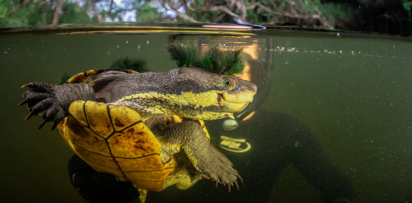 Two native turtles are vying to survive in a coastal Australian river. One doesn’t belong there Two native turtles are vying to survive in a coastal Australian river. One doesn’t belong there