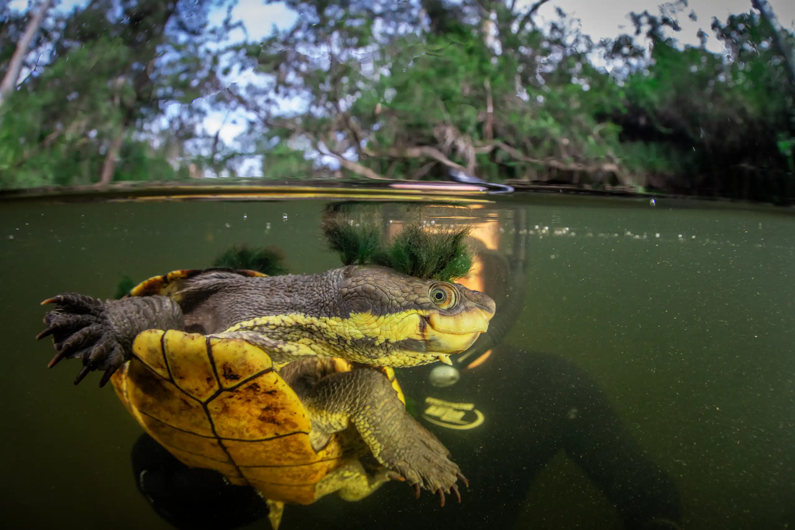 A researcher in diving gear holds a captured Manning River Helmeted turtle, recognisable by its bright yellow colouring.