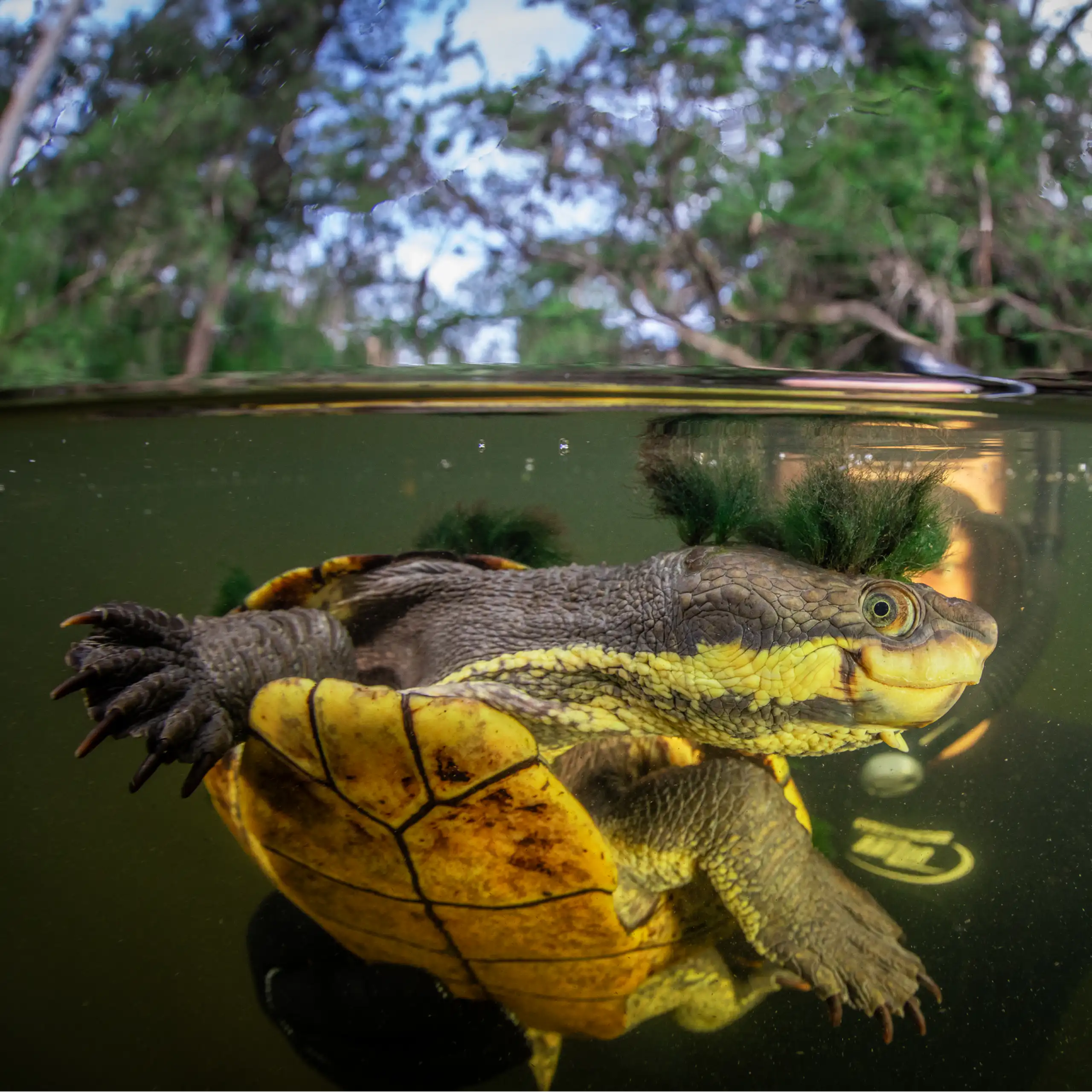A researcher in diving gear holds a captured Manning River Helmeted turtle, recognisable by its bright yellow colouring.