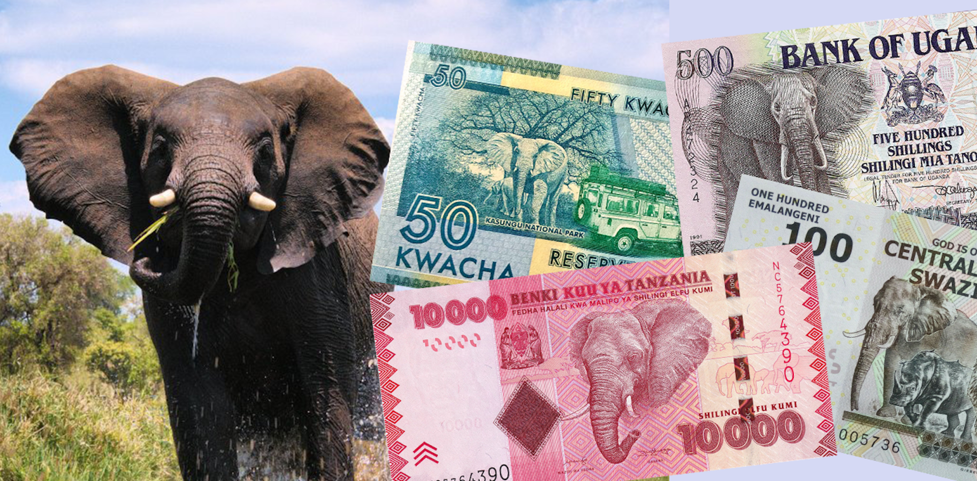 Éléphant d’Afrique et exemples de billets de banque de pays africains.
