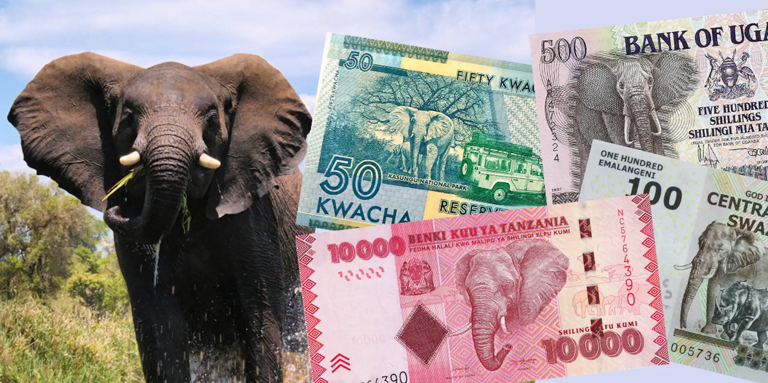 Éléphant d’Afrique et exemples de billets de banque de pays africains.