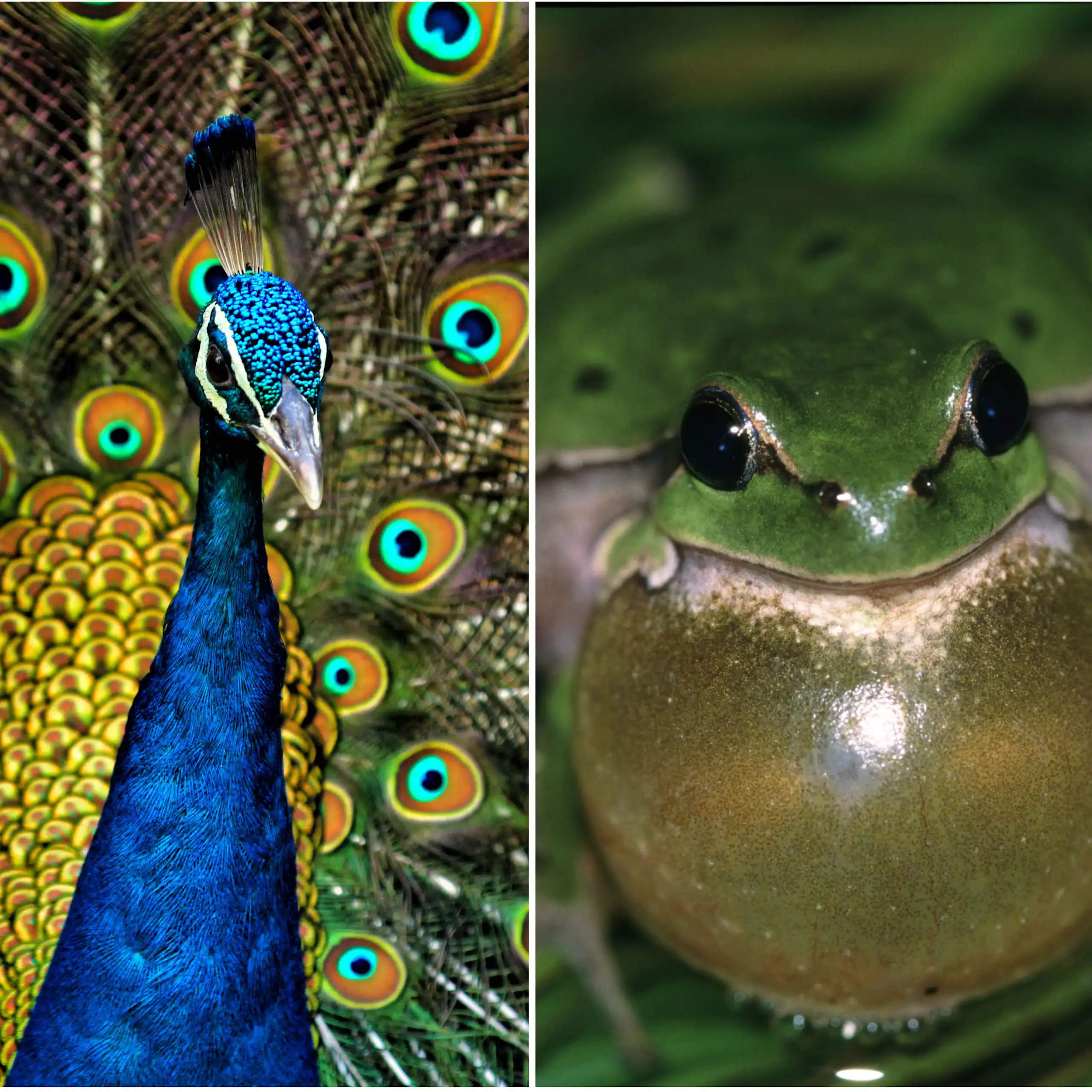 Un renne, un paon, un crapaud.