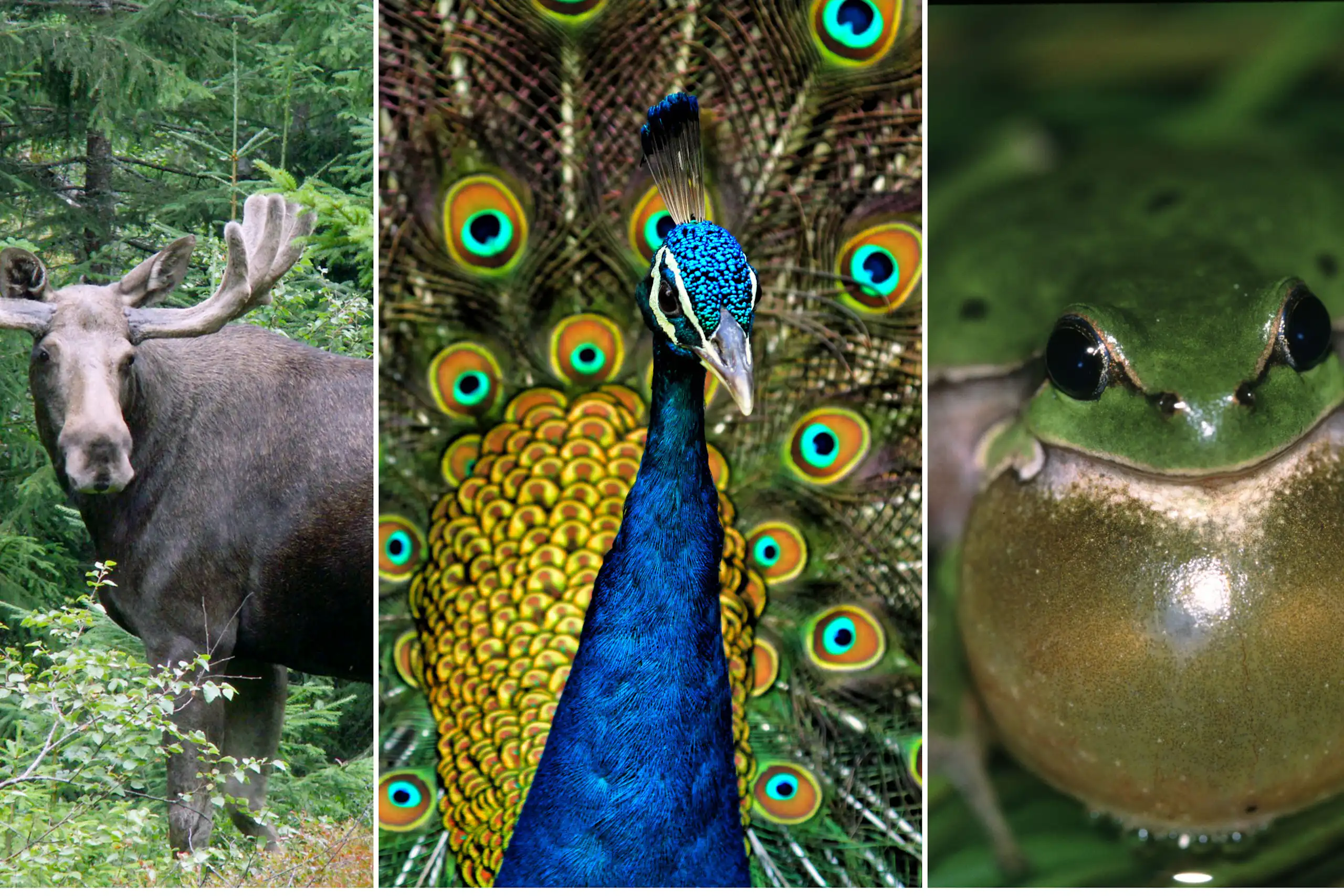 Un renne, un paon, un crapaud.