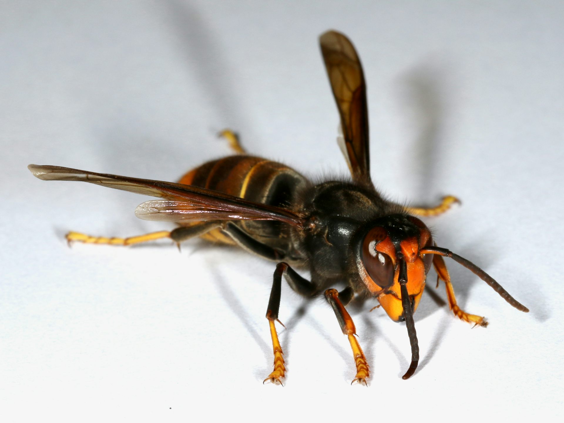‘Spring queening’ time will be crucial for finding any surviving yellow-legged hornets