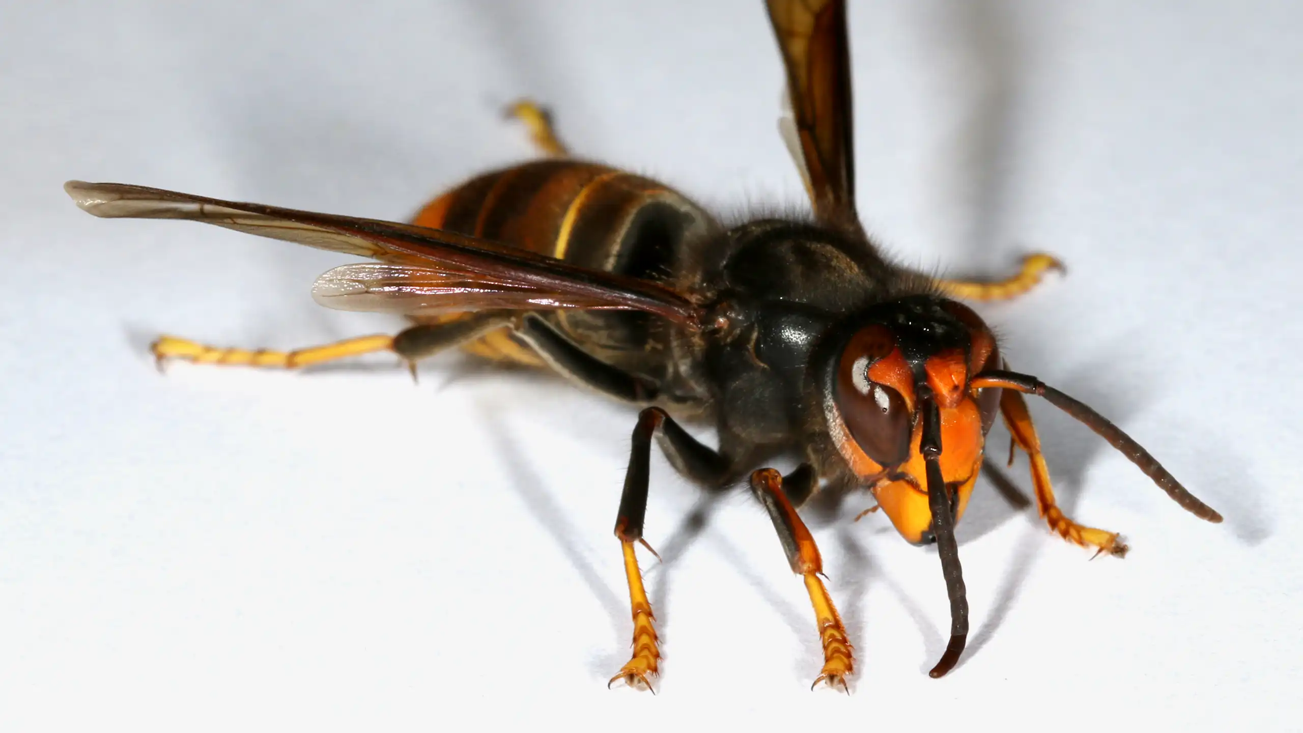 A yellow-legged hornet