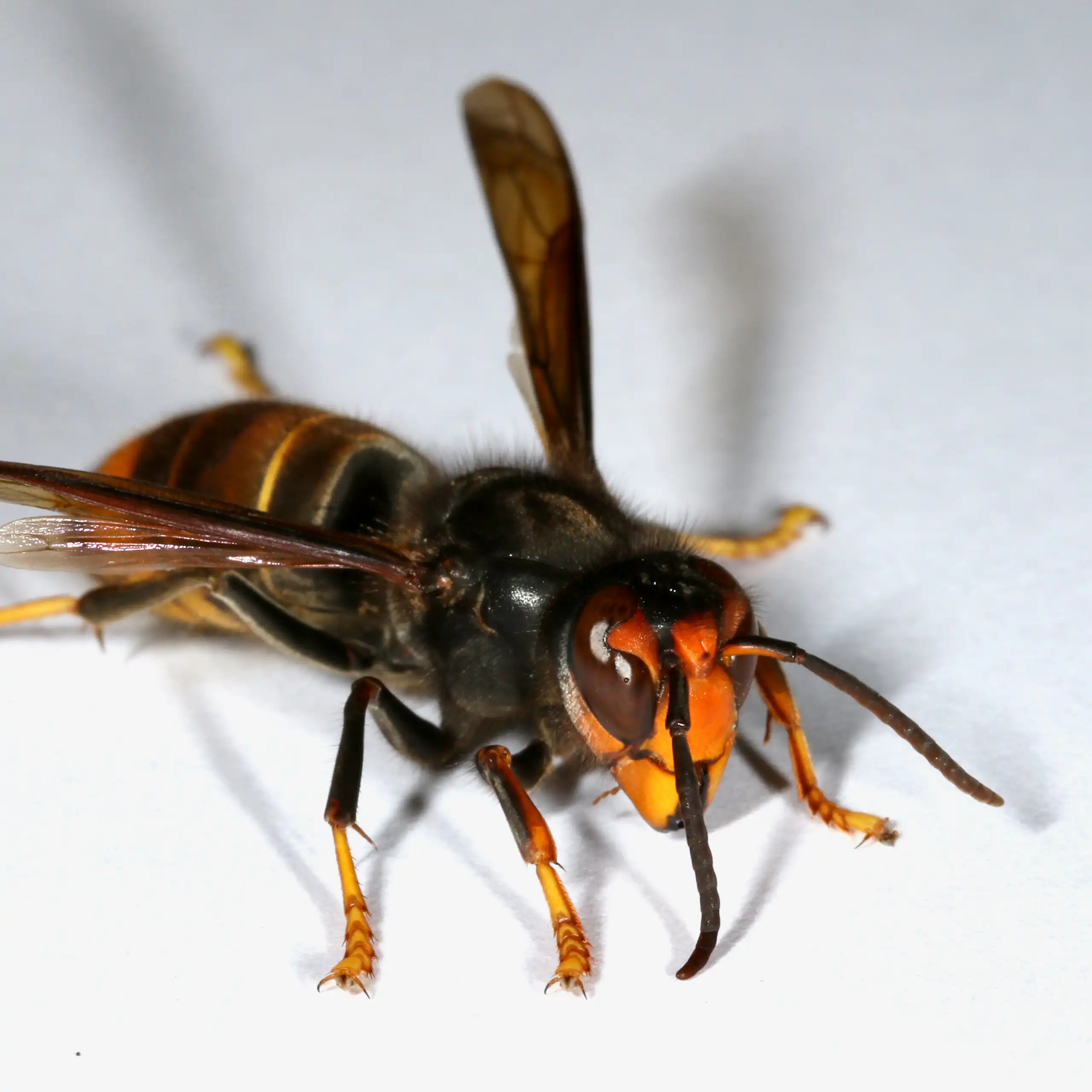 A yellow-legged hornet