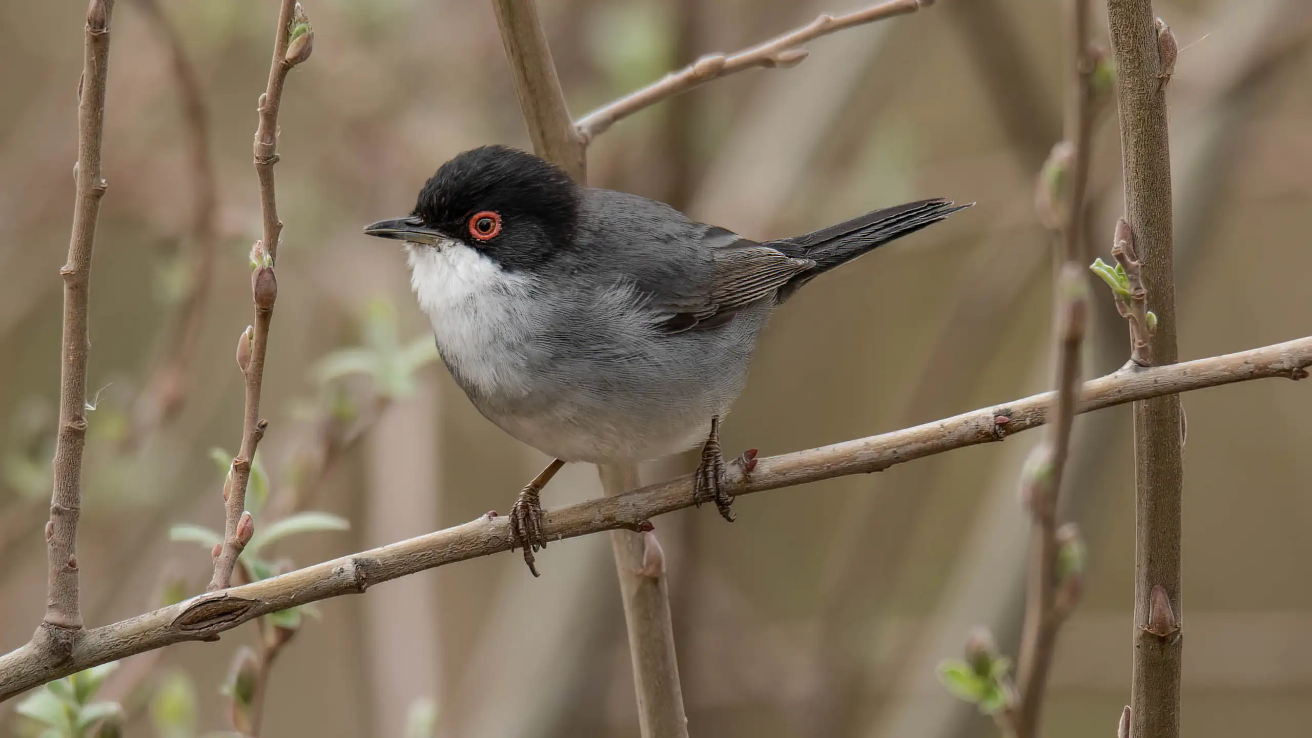 Gros plan d'une fauvette mélanocéphale, petit oiseau gris, blanc à tête noire. Ses yeux sont cerclés de rouge.