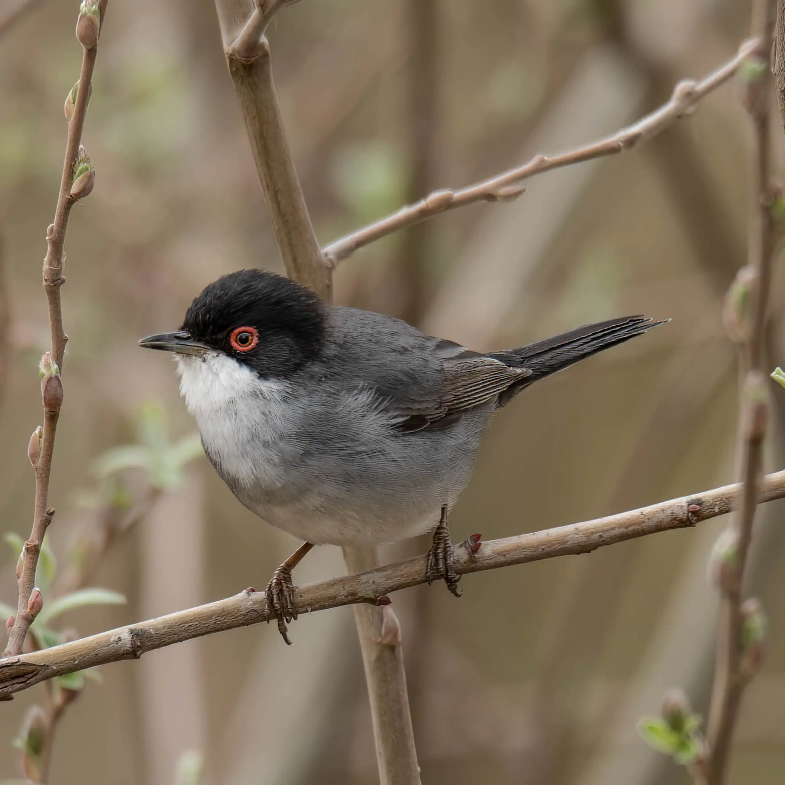 Gros plan d'une fauvette mélanocéphale, petit oiseau gris, blanc à tête noire. Ses yeux sont cerclés de rouge.
