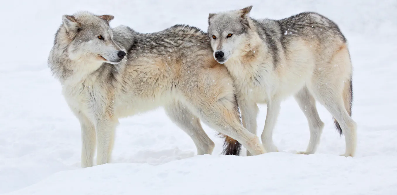 Wolves did not save Yellowstone – why were we so desperate to believe they did? Wolves did not save Yellowstone – why were we so desperate to believe they did?