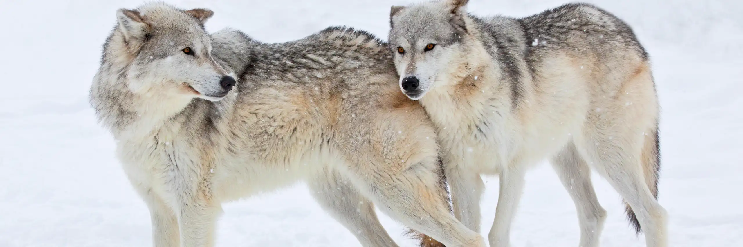Wolves on snowy ground