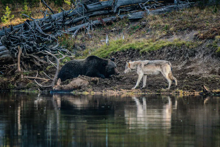 wolf bear dead elk beside lake