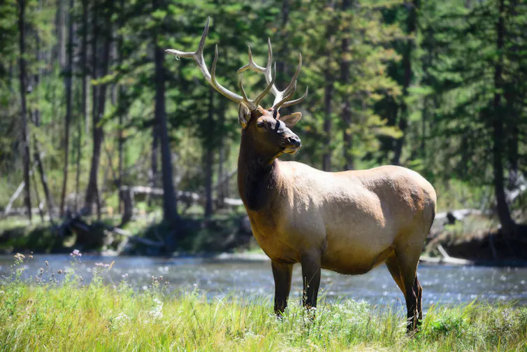 Elk with river in background