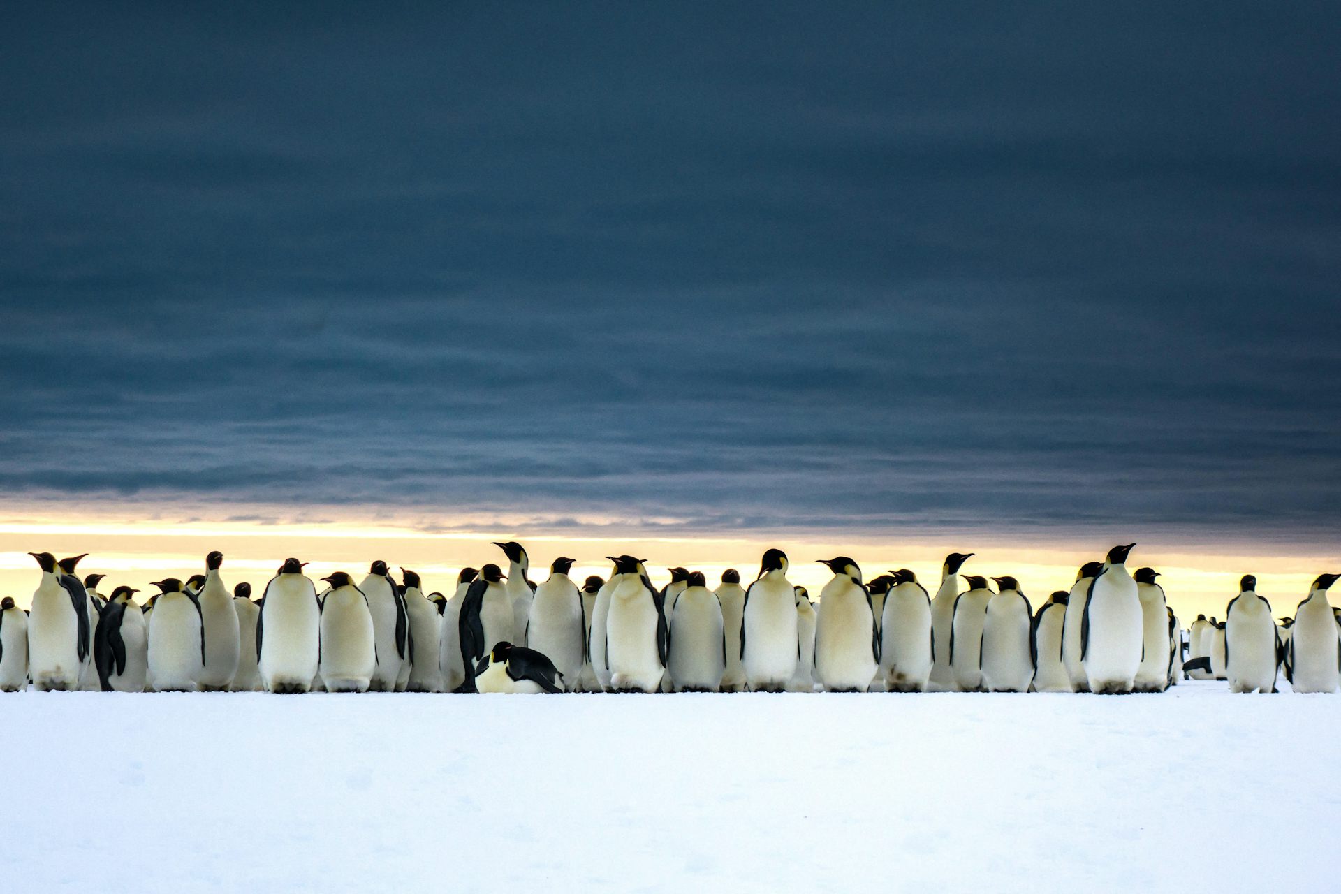 Imagine newsletter: penguins, satellites and pink poo