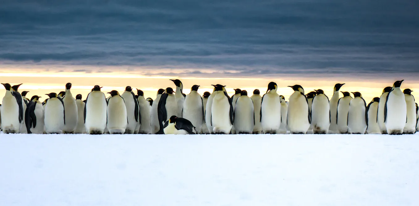 Imagine newsletter: penguins, satellites and pink poo Imagine newsletter: penguins, satellites and pink poo