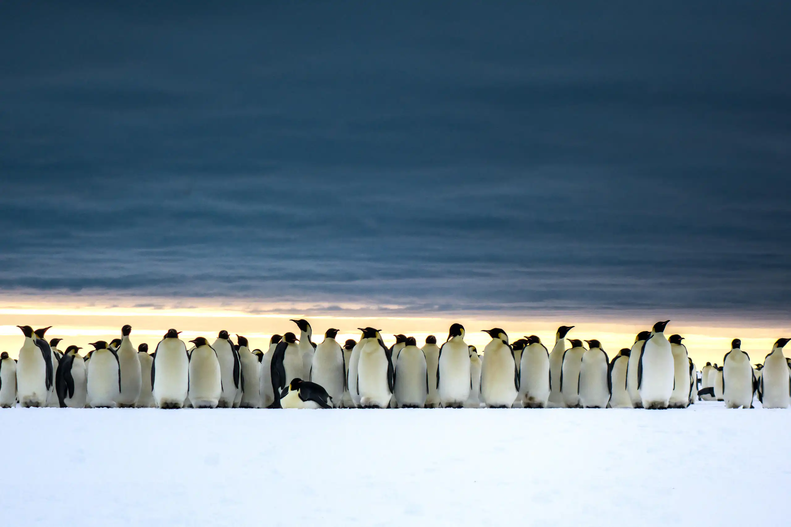 Emperor penguin colony under moody sky