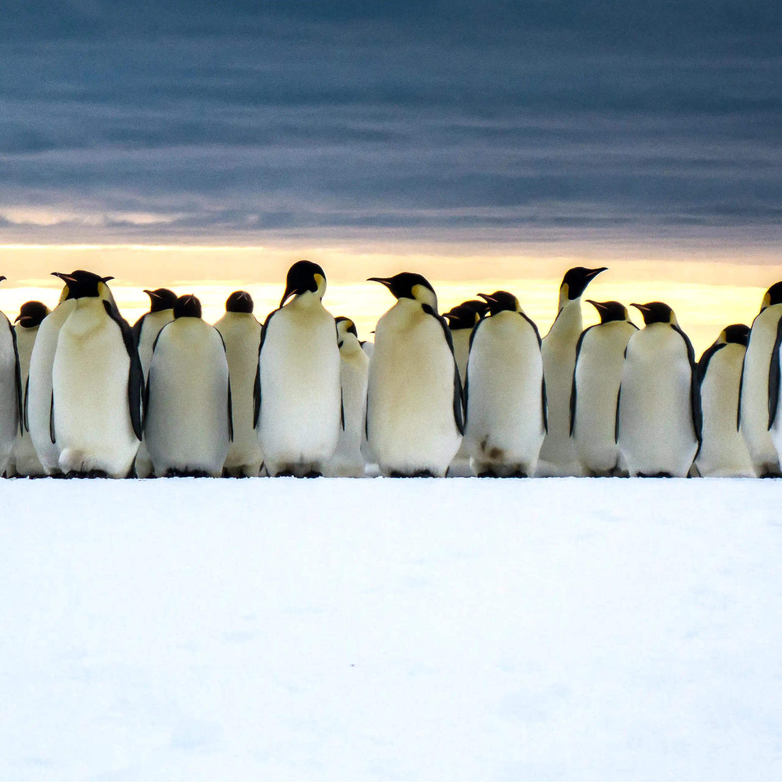 Emperor penguin colony under moody sky
